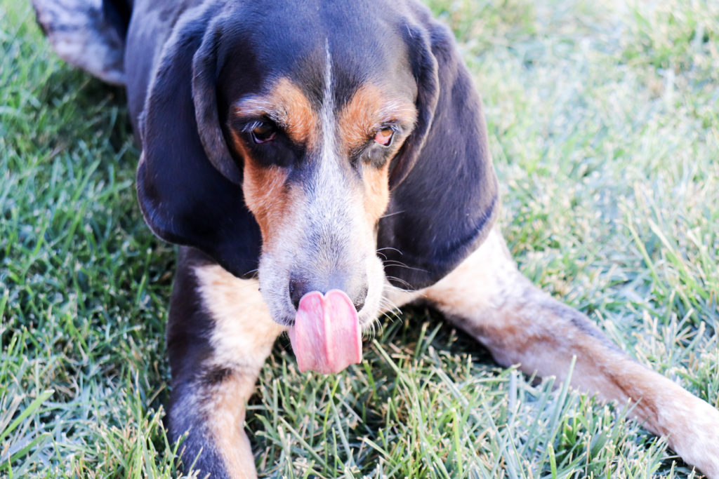 blue tick hound