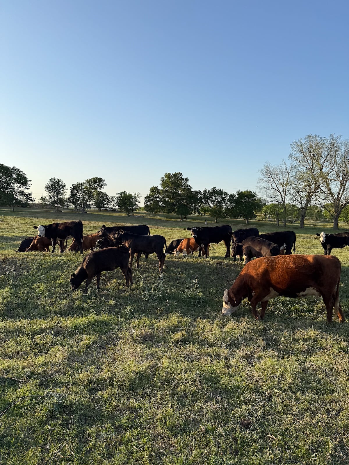 Cattle grazing in a green pasture in Central Texas, illustrating the connection between agriculture and food economics.